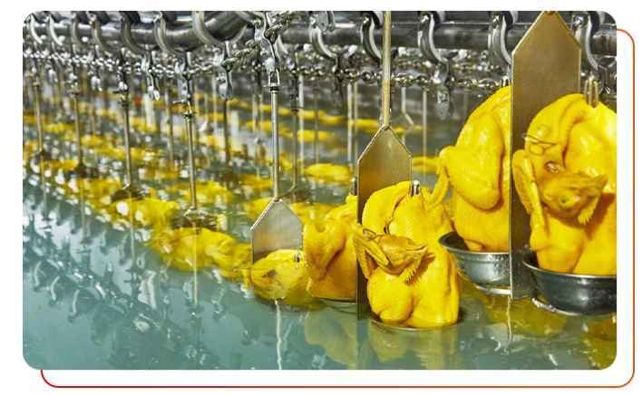 選擇白切雞食材供應商注意事項