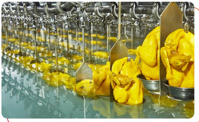 白切雞供應商批發(fā)屠宰要求