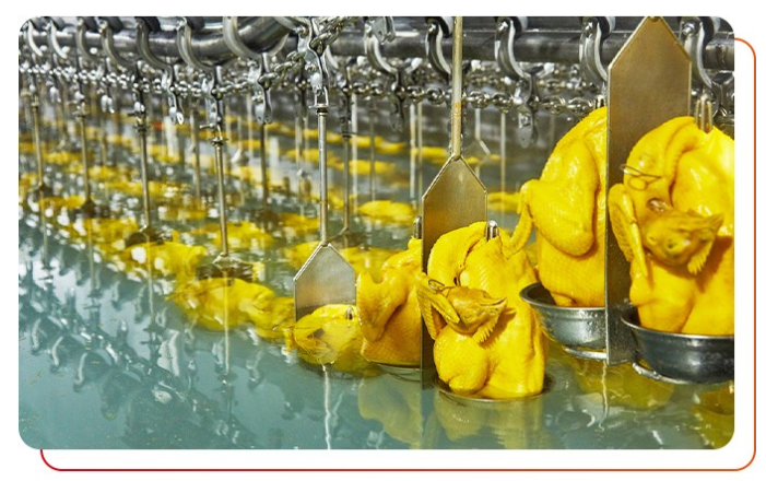 白切雞食材供應(yīng)商如何選擇